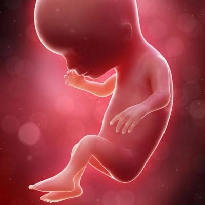 Second Trimester: Fetal Development